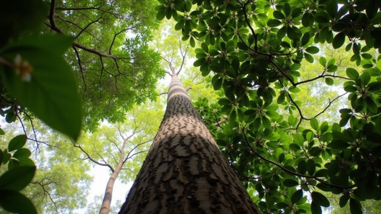 A Importância Vital de Conservar o Bioma Amazônico No Dia da Amazônia, Segundo Economista